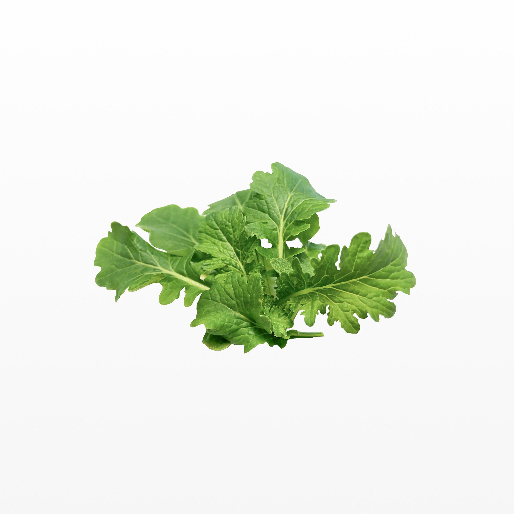 Senfsprossen der Sorte Wasabina Improved