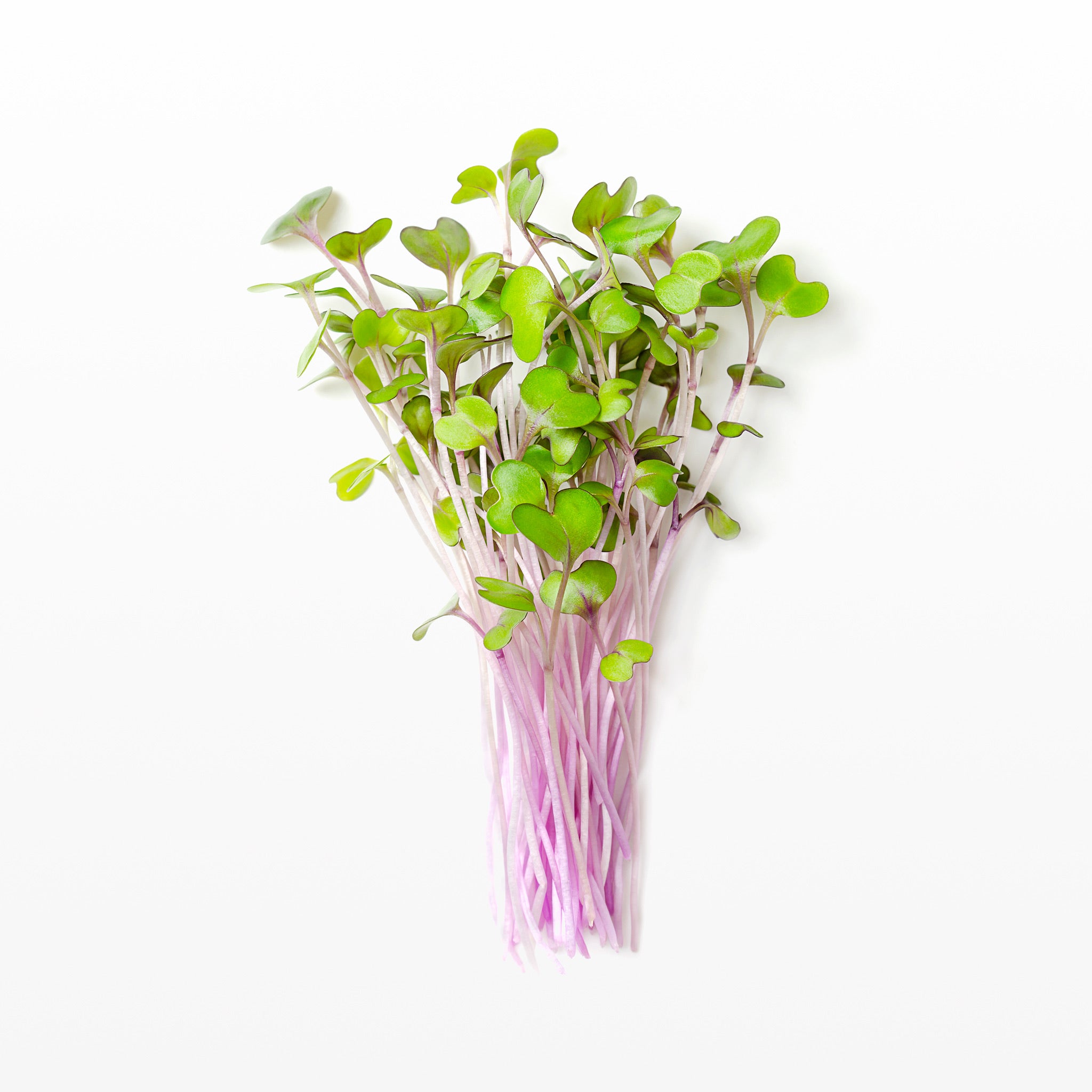 Rotkohl