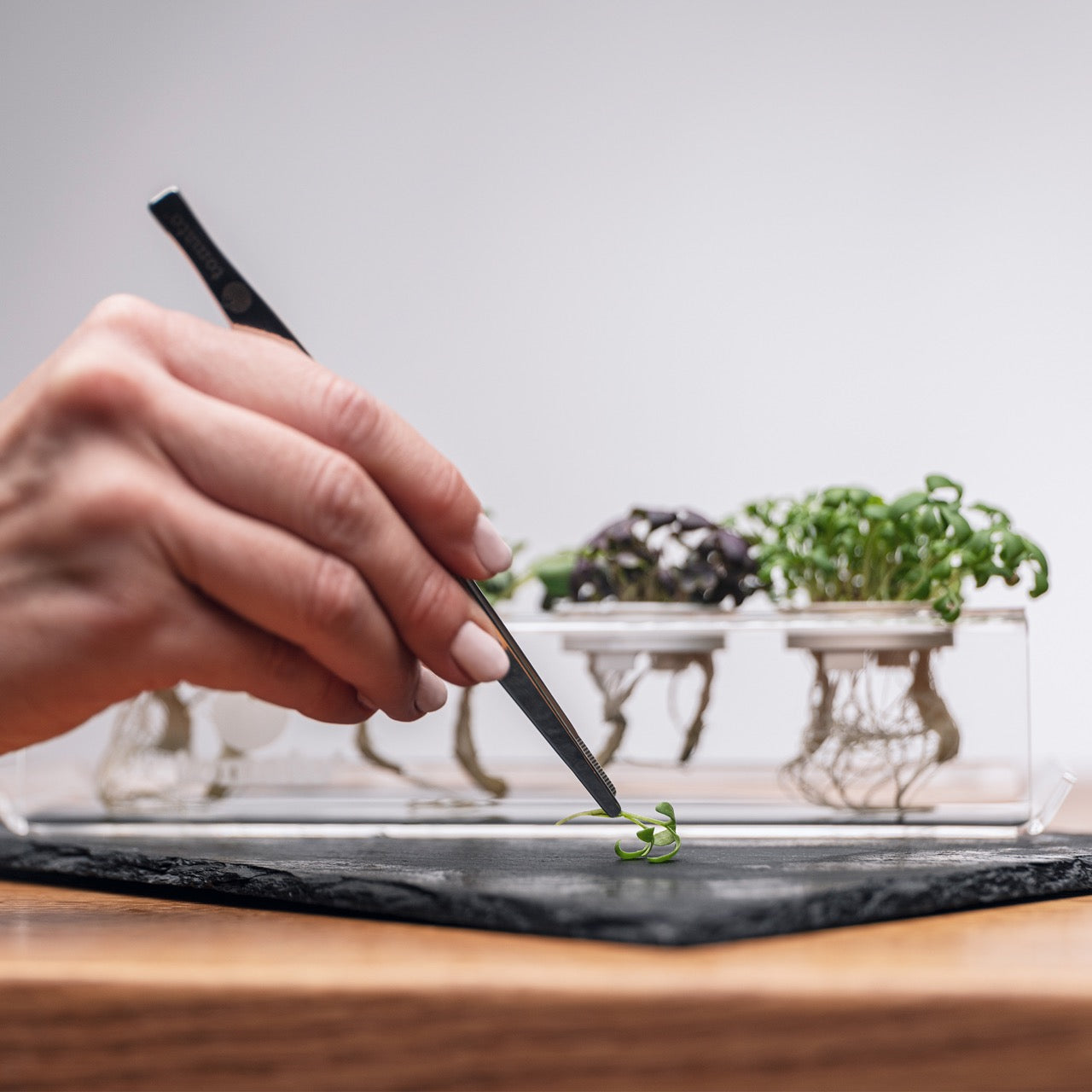 Kapselhalter für Microgreens