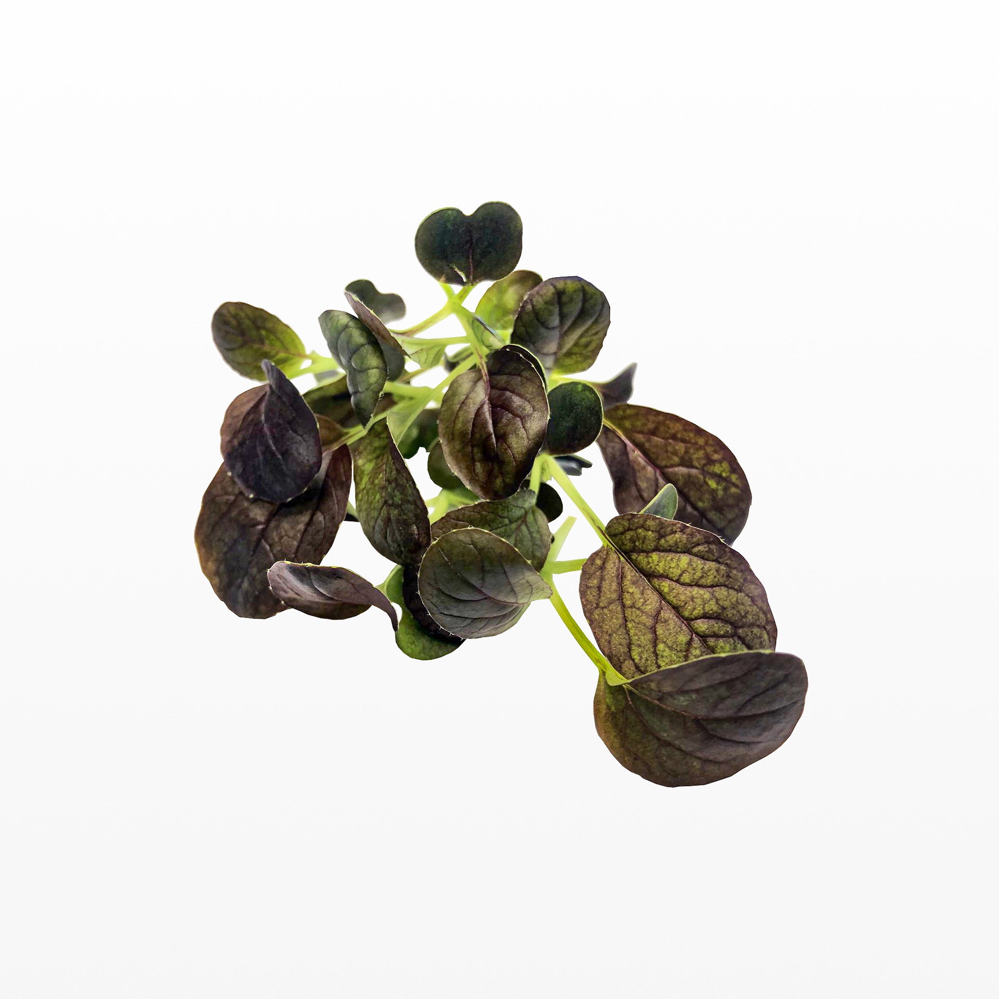 Pak Choi-Sprossen der Sorte Purple Rain