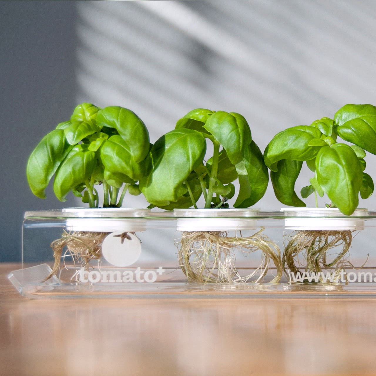 Kapselhalter für Microgreens