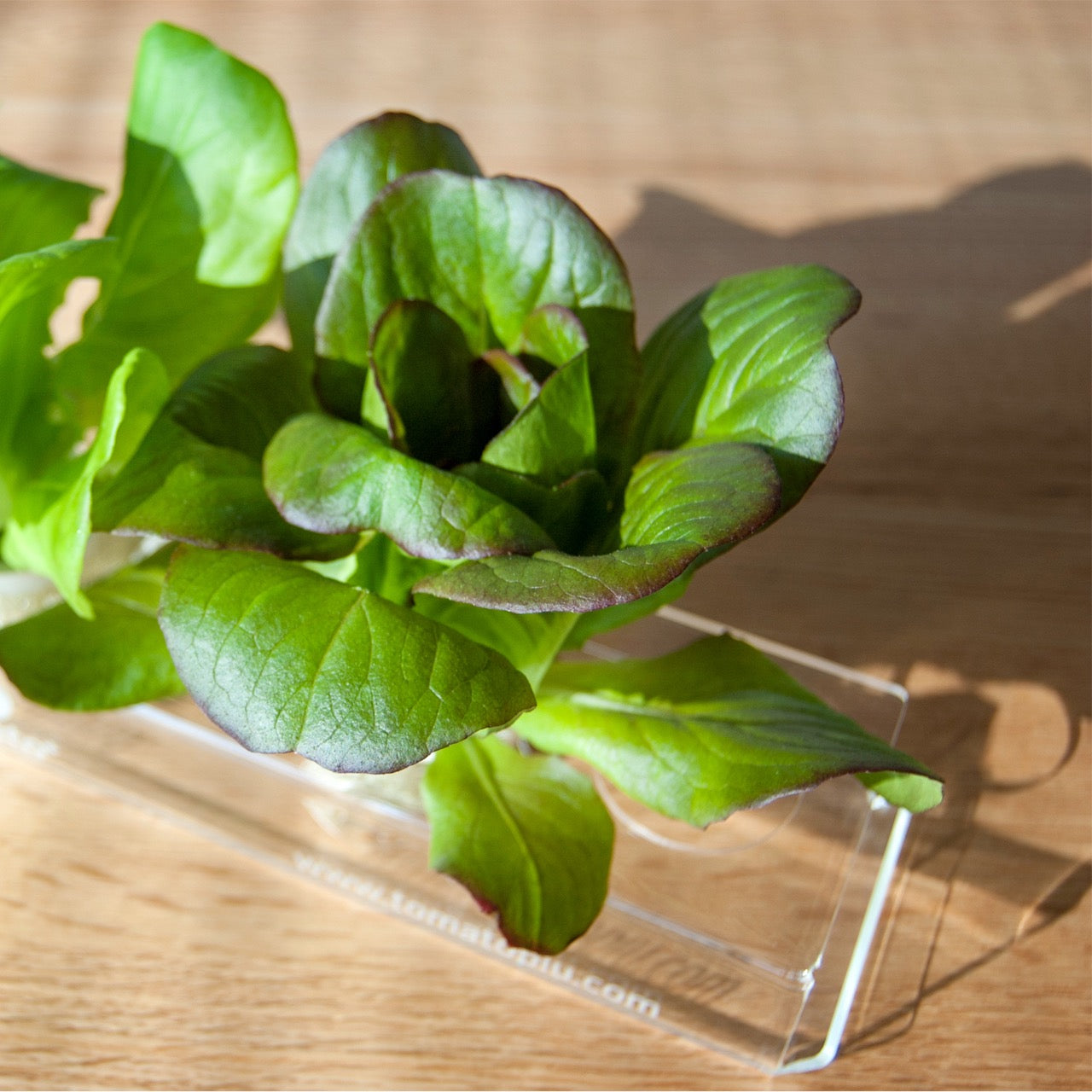 Kapselhalter für Microgreens