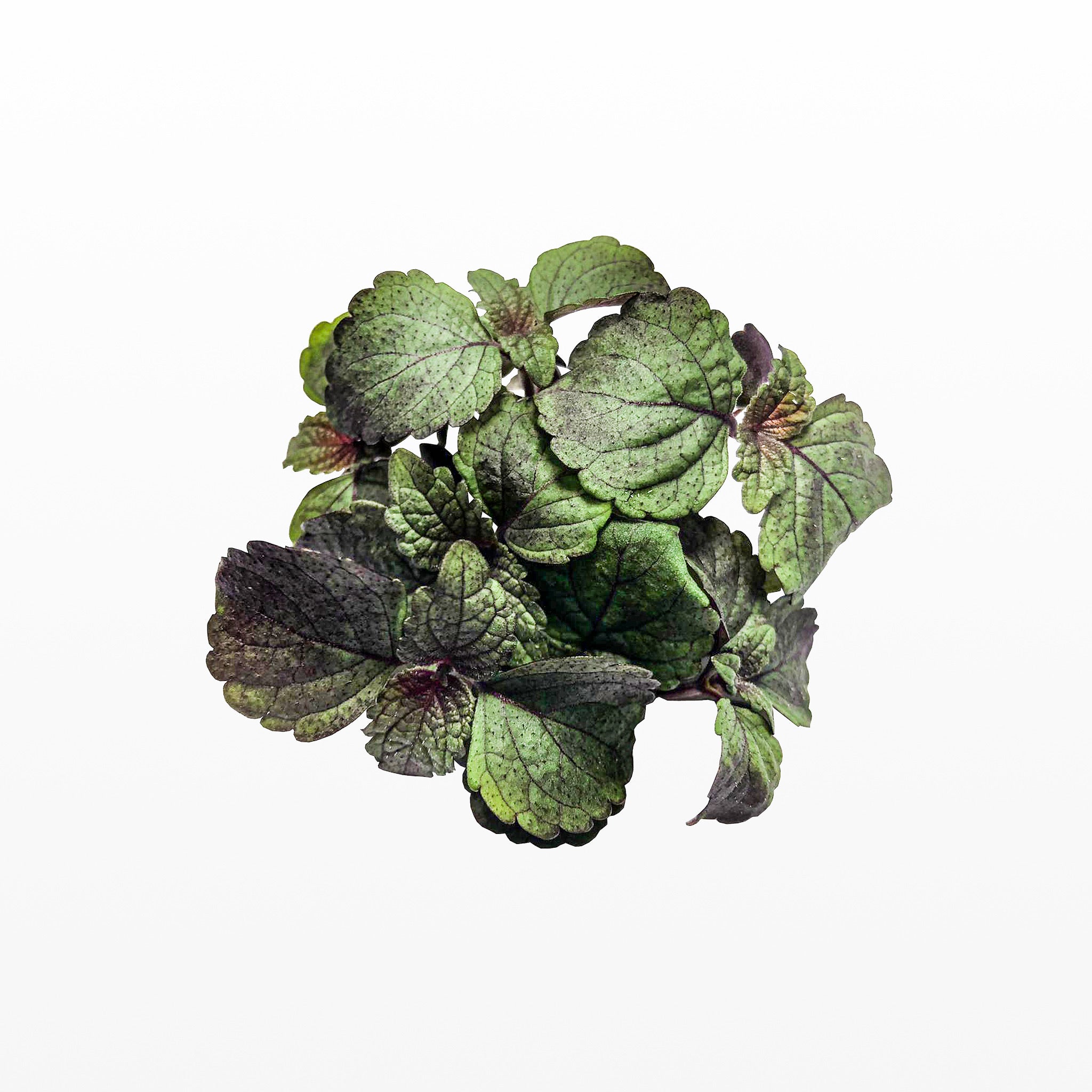 Bi-Coloured Shiso