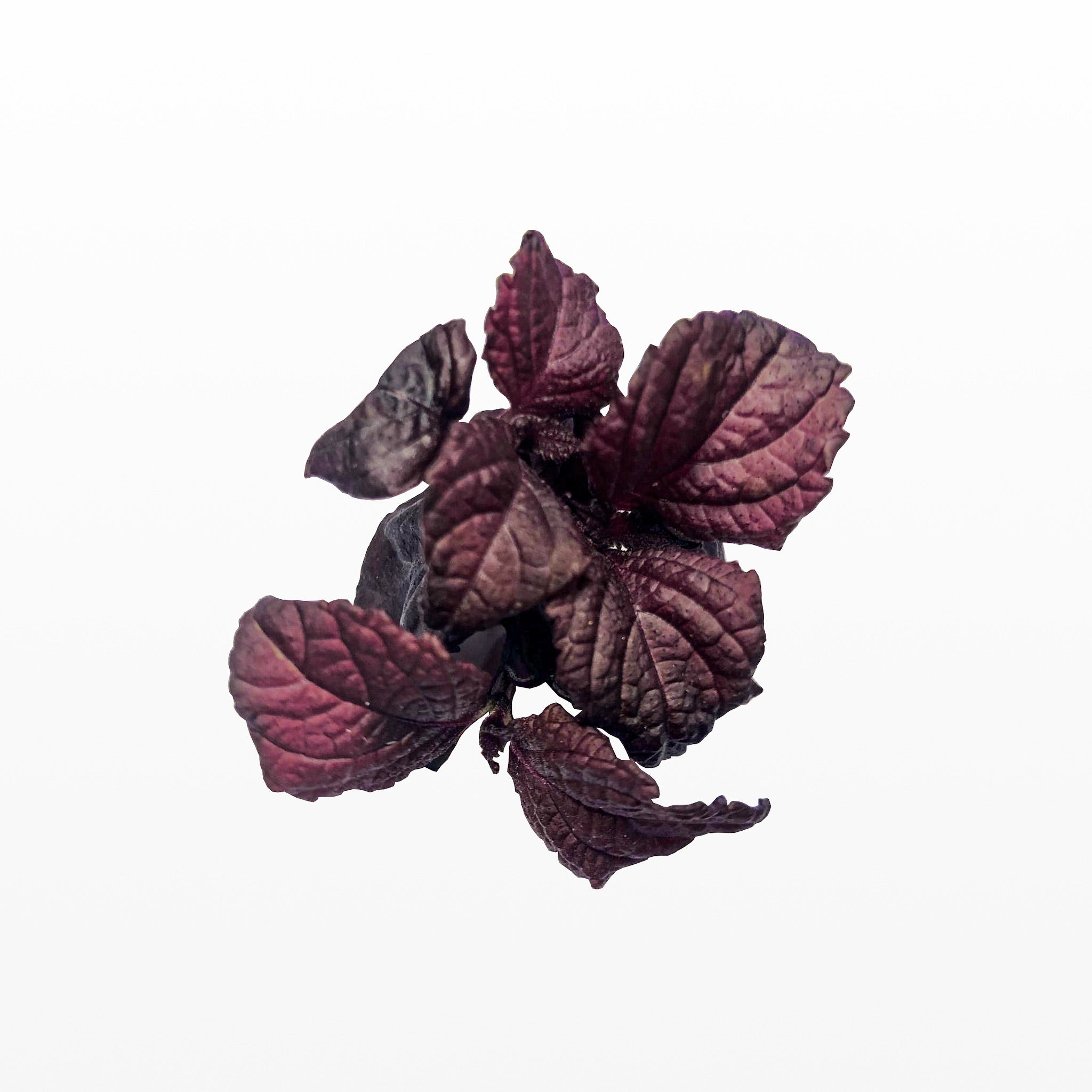 Roter Shiso